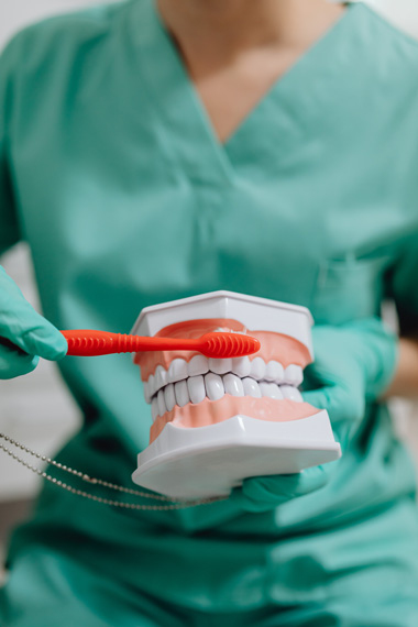 A dentist holding model teeth demonstrating good oral hygiene habits